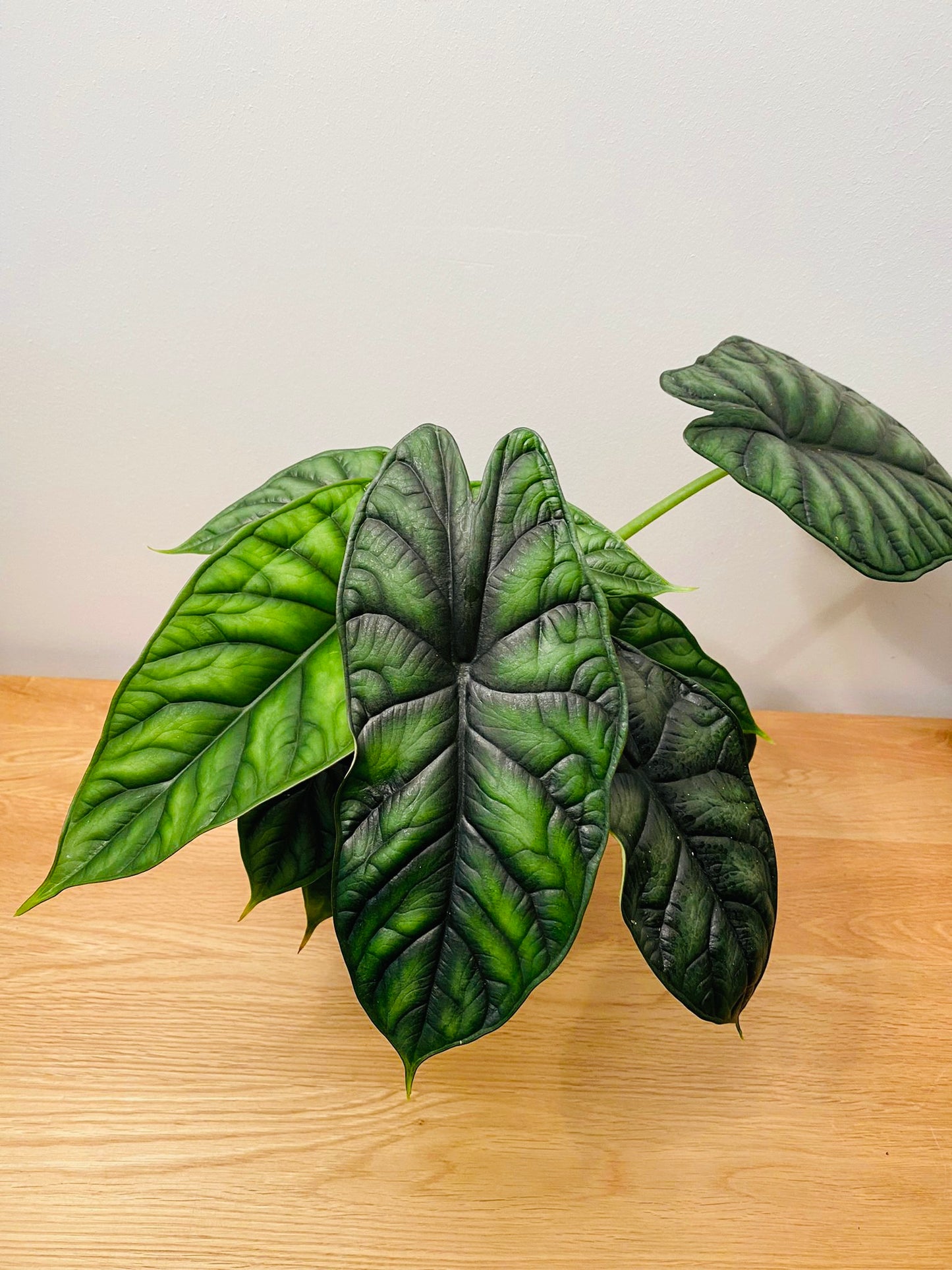 Alocasia Dragon Scale 14cm Pot Cassandra's Plants