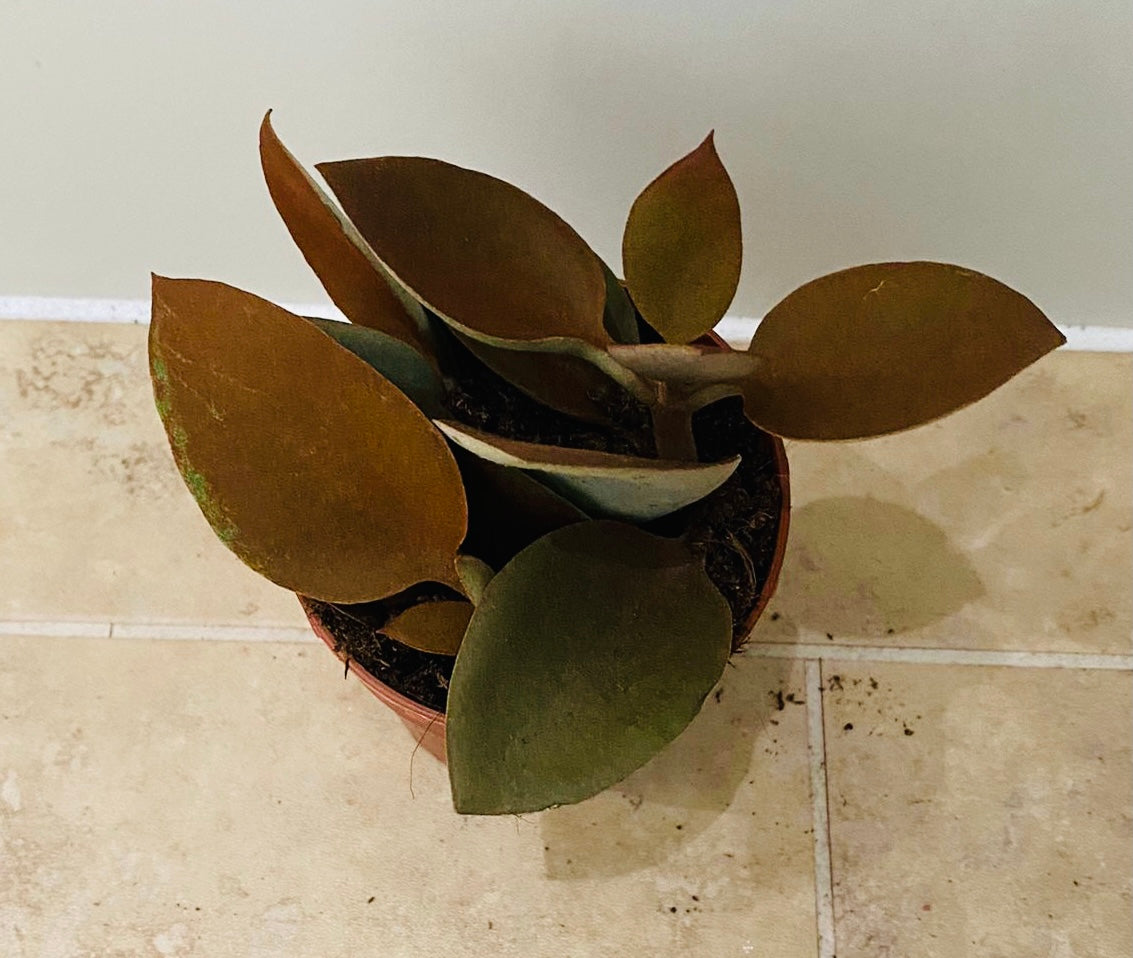 Kalanchoe Orygalis Copper Spoons in an 8cm pot Cassandra's Plants