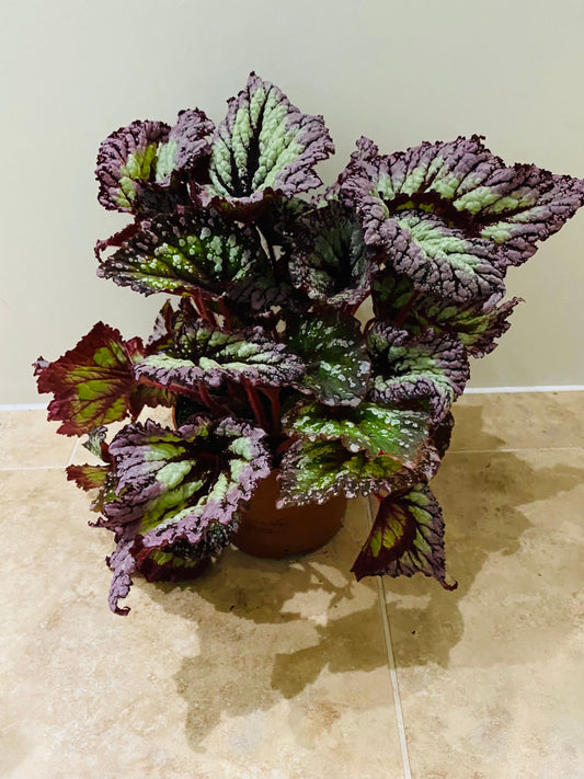 Begonia Rex “Fireworks” 13cm Pot Cassandra's Plants