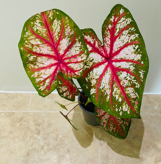 Caladium Bottle Rocket 10.5cm Pot Cassandra's Plants