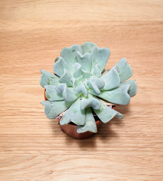 Echeveria Topsy Turvy in 5.5cm Pot Cassandra's Plants