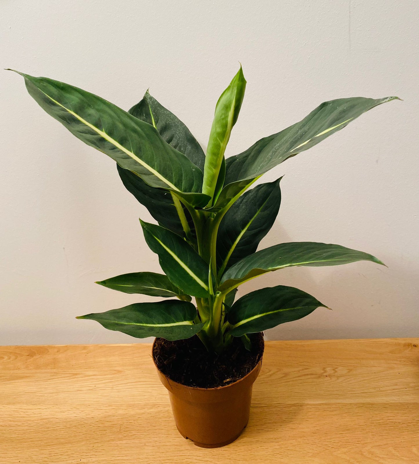 Dieffenbachia Green Magic