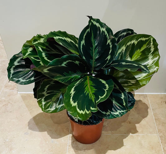 Calathea Medallion 14cm Pot Cassandra's Plants