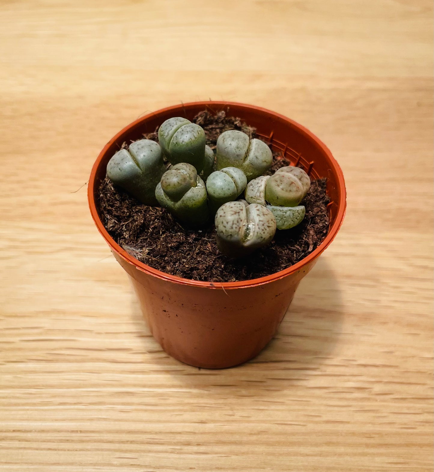 Lithops Salicola mix Cassandra's Plants