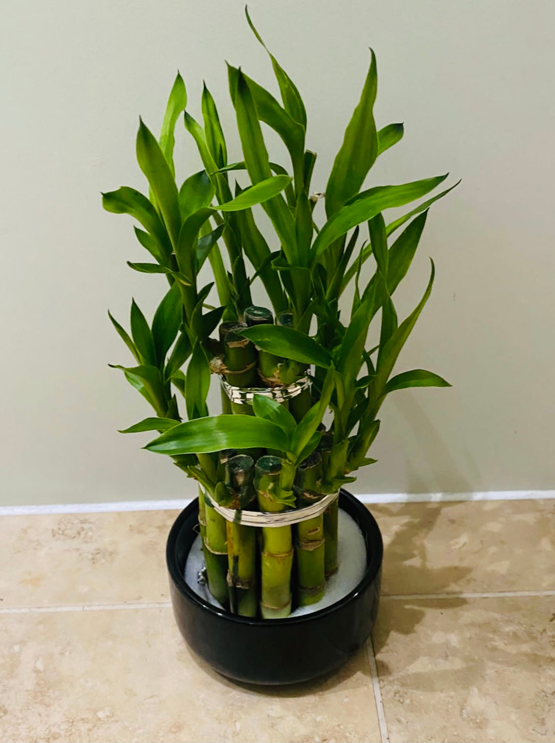 Dracaena Sanderiana Lucky Bamboo in a 9cm Cassandra's Plants