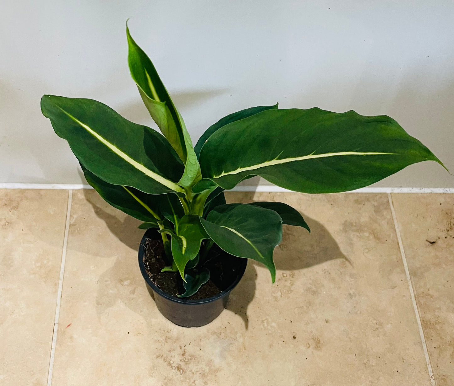 Dieffenbachia Green Magic