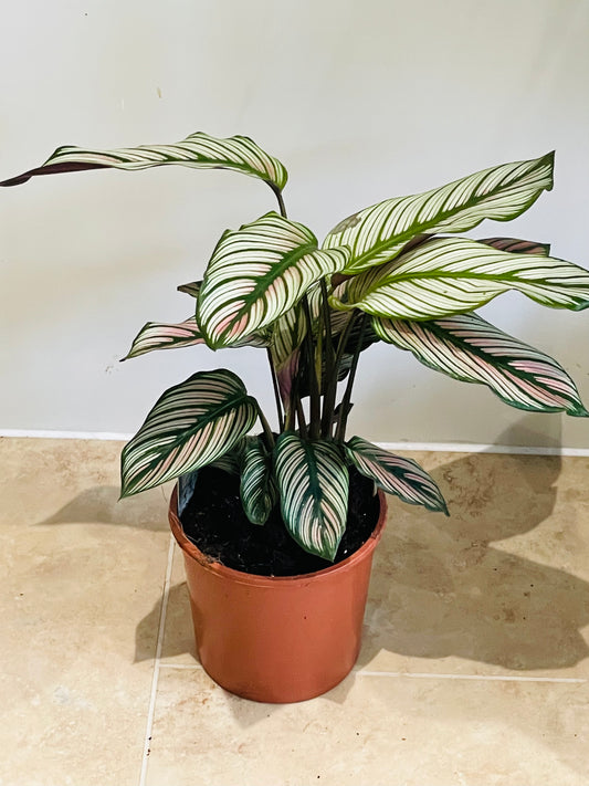 Calathea White Star 14cm Pot Cassandra's Plants 