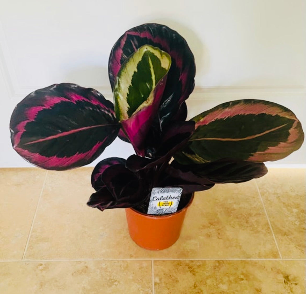 Calathea Little Princess 14cm Pot Cassandra's Plants