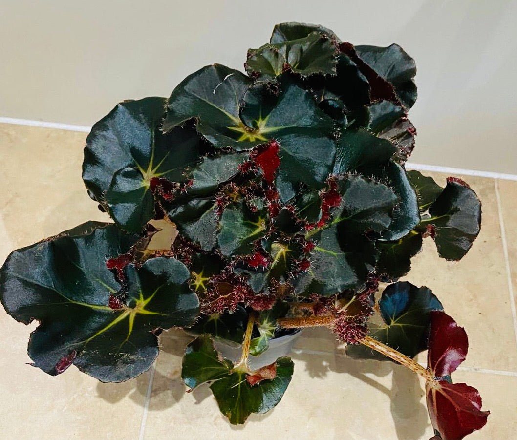 Begonia Erythrophylla Black Jungle 13cm Pot Cassandra;s Plants