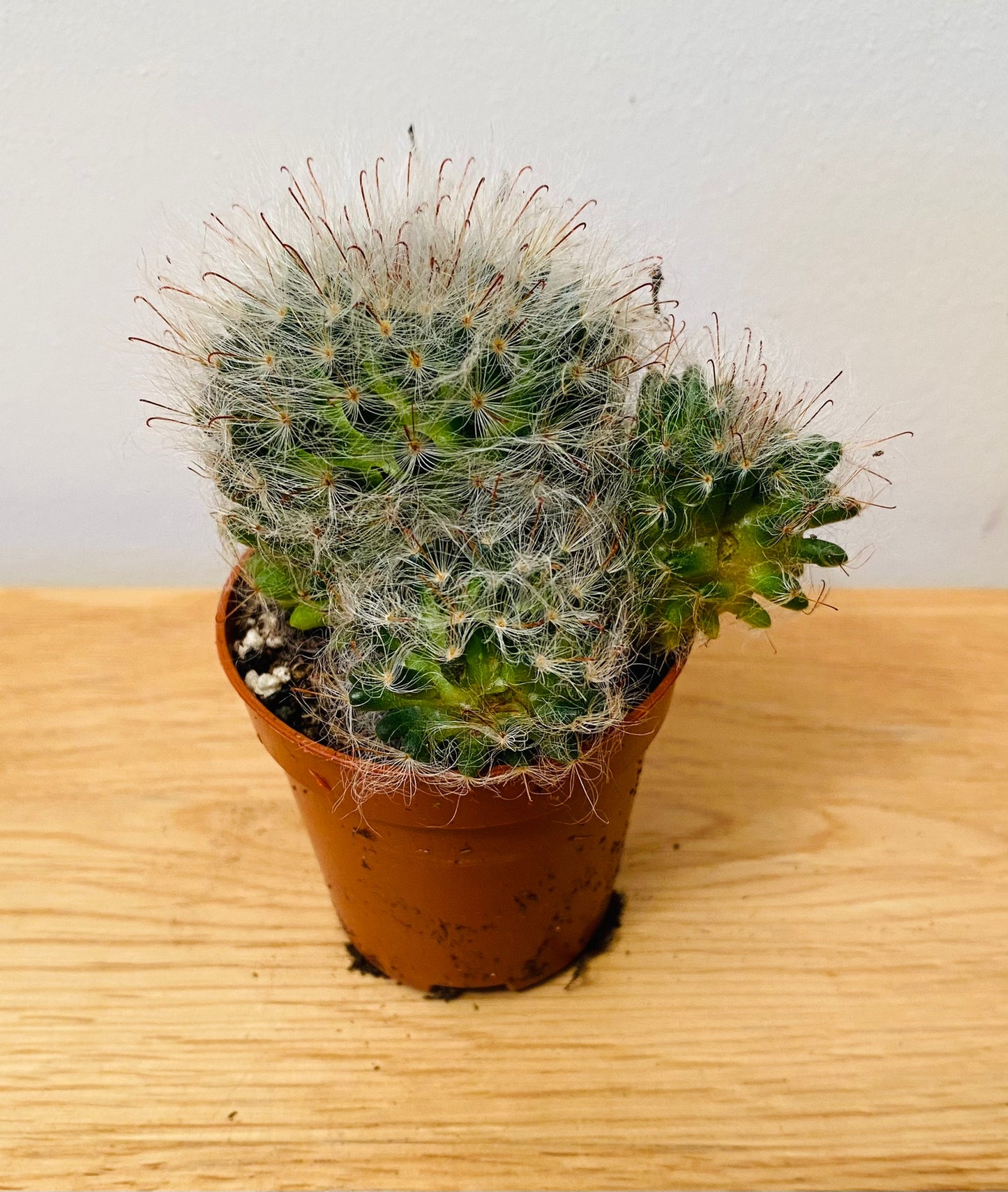 Mammillaria Guelzowiana in 5.5cm Pot Cassandra's Plants