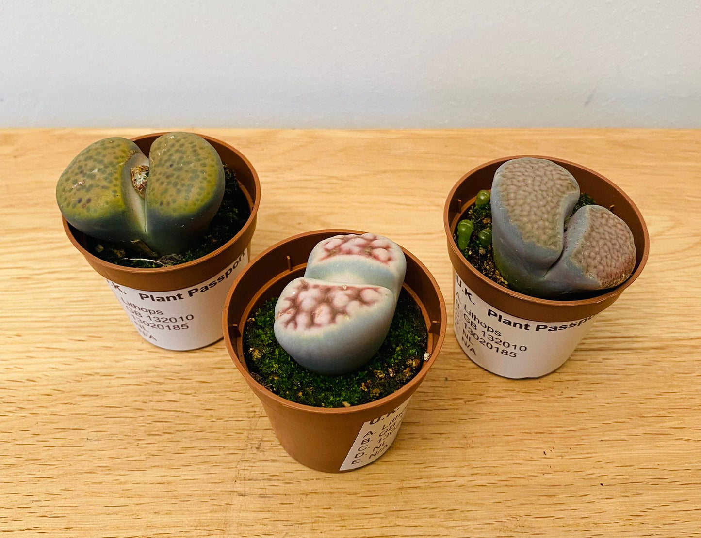 Lithops Mix 5.5cm pot Cassandra's Plants