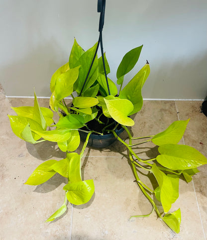 Epipremnum Aureum Neon Pothos 15cm Hanging Pot Cassandra's Plants