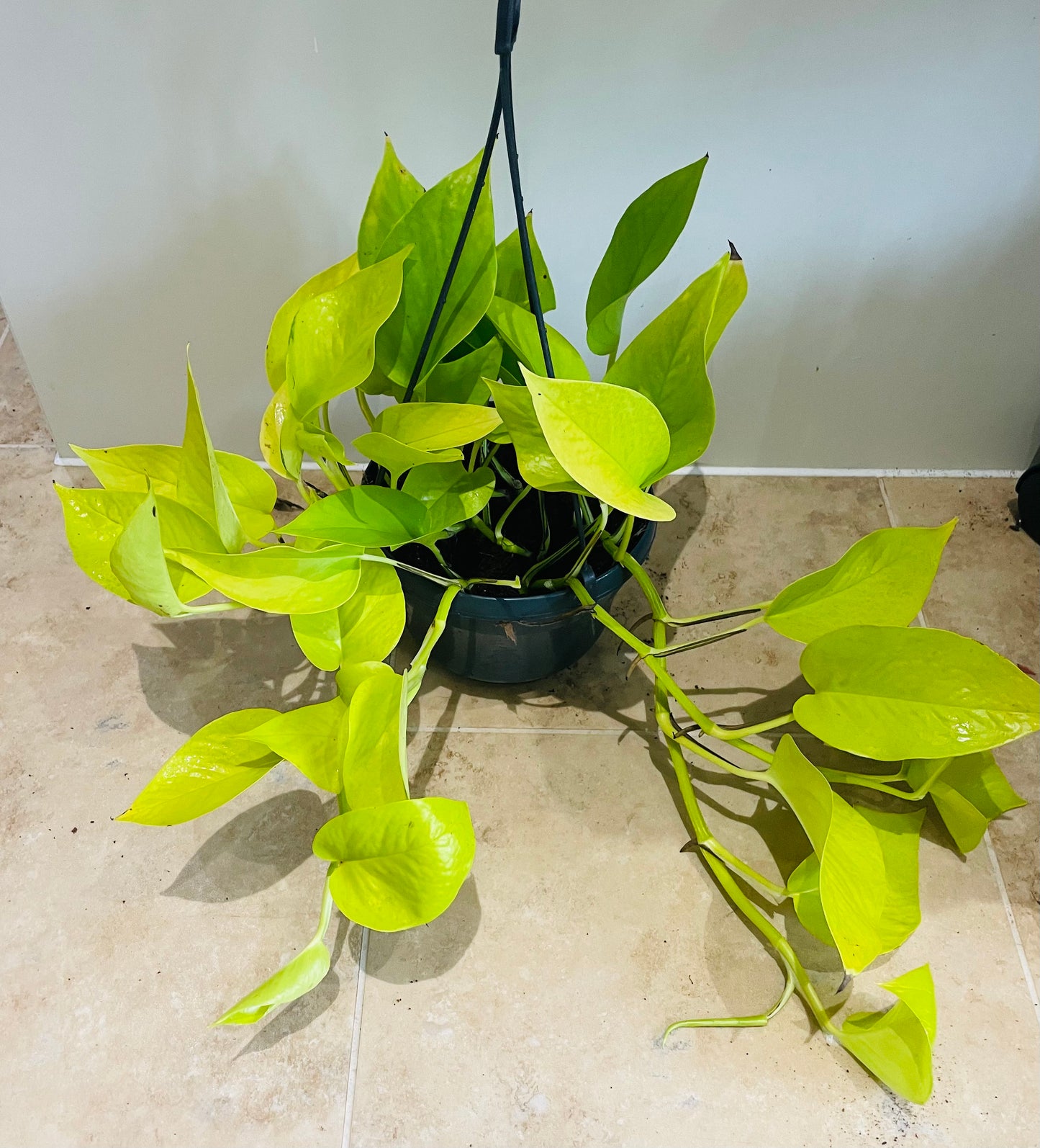 Epipremnum Aureum Neon Pothos 15cm Hanging Pot Cassandra's Plants