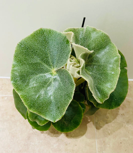 Begonia Venosa 14cm Pot Cassandra's Plants