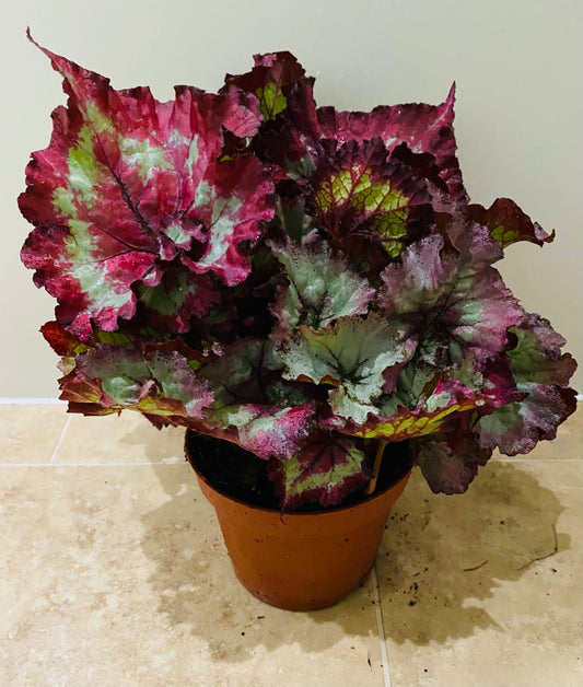 Begonia Rex “Raspberry Torte” 13cm Pot Cassandra's Plants