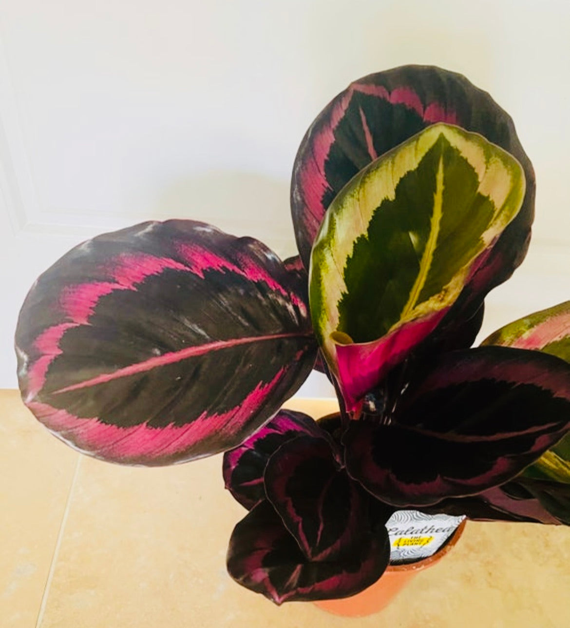 Calathea Little Princess 14cm Pot Cassandra's Plants