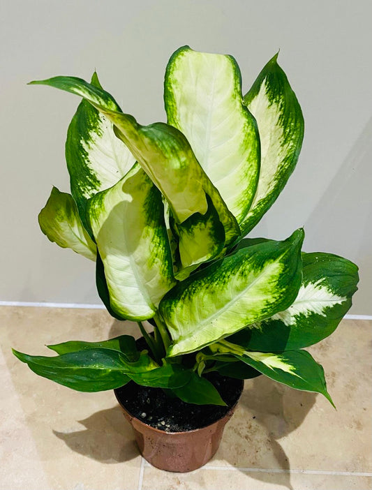 Dieffenbachia ‘Camilla’ in 12cm Pot Cassandra's Plants