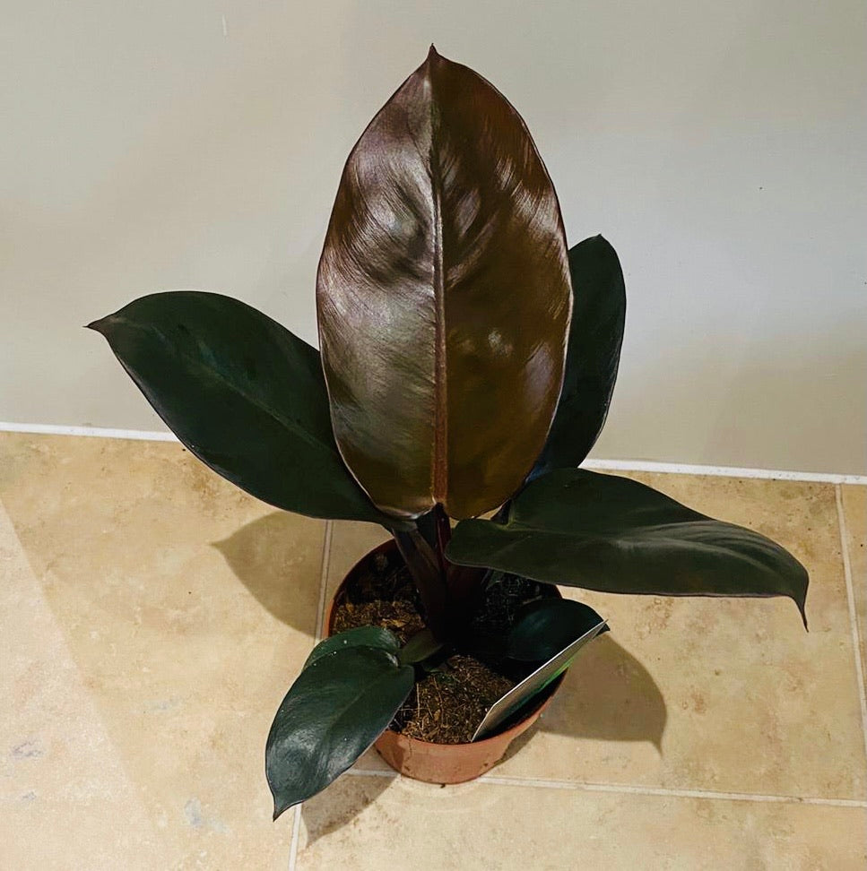 Philodendron Black Cardinal in a 12cm Pot Cassandra's Plants