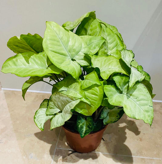 Syngonium Podophyllum Albovirens in a 12cm Pot Cassandra's Plants