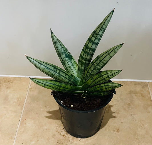 Sansevieria Cylindrica Boncel Cassandra's Plants