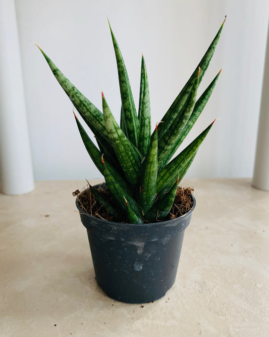 Sansevieria Francisii Cassandra's Plants