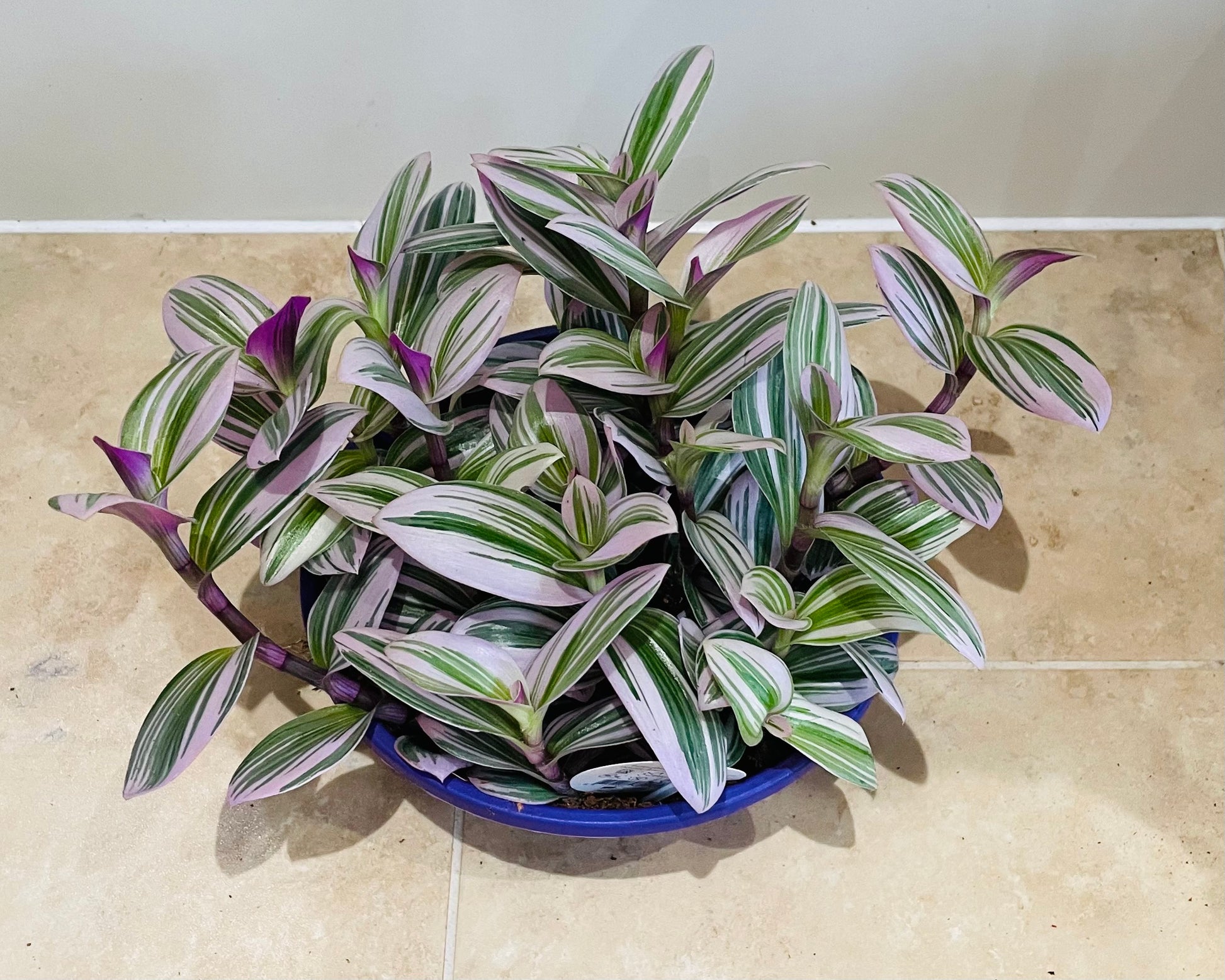 Tradescantia Nanouk Cassandra's Plants