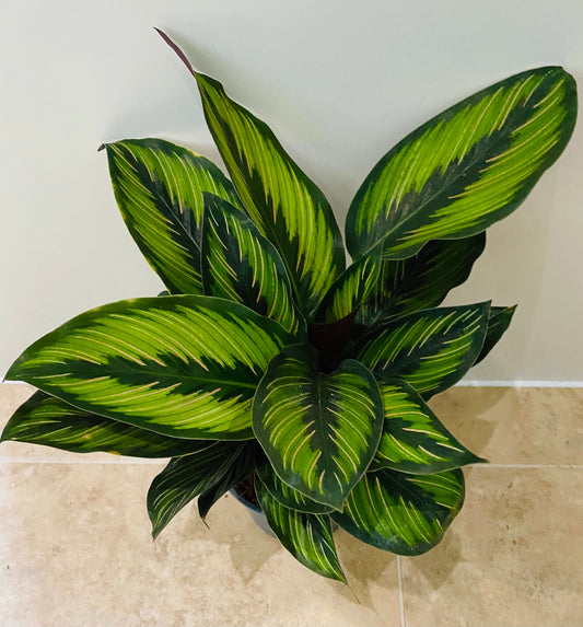 Calathea Beauty Star 12cm Pot Cassandra's Plants