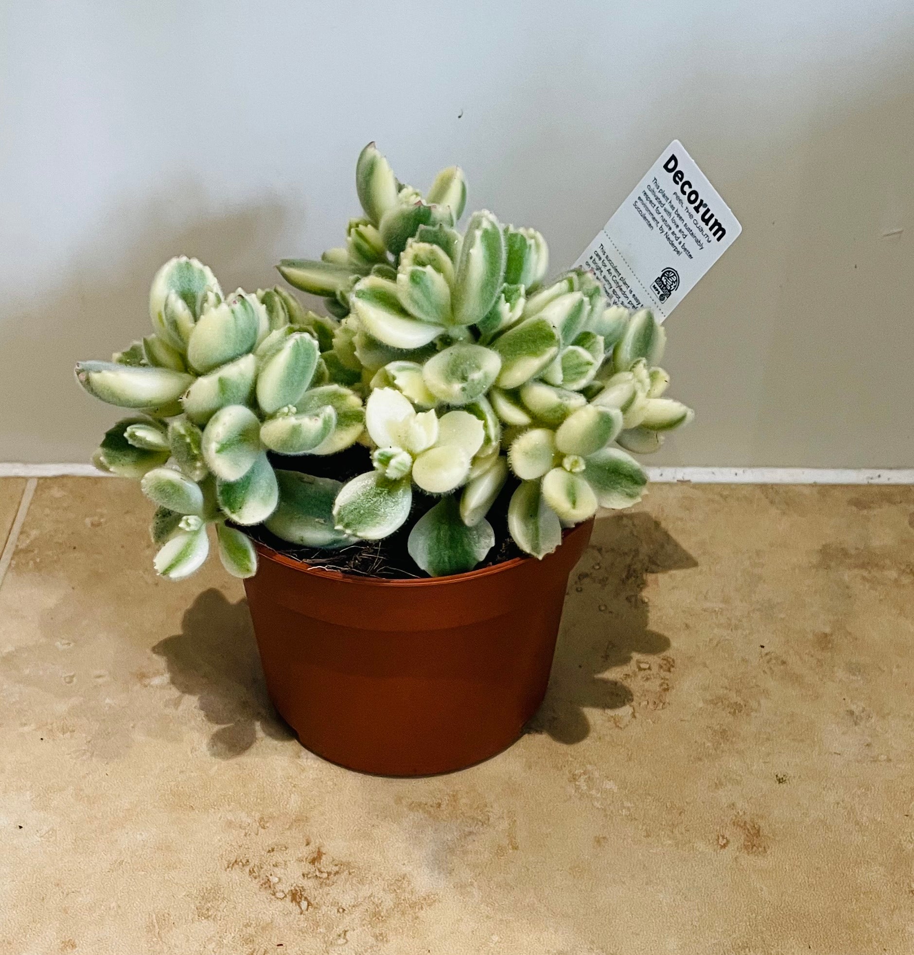 Cotyledon Tomentosa ssp. Tomentosa Variegata 10cm pot Cassandra's Plants