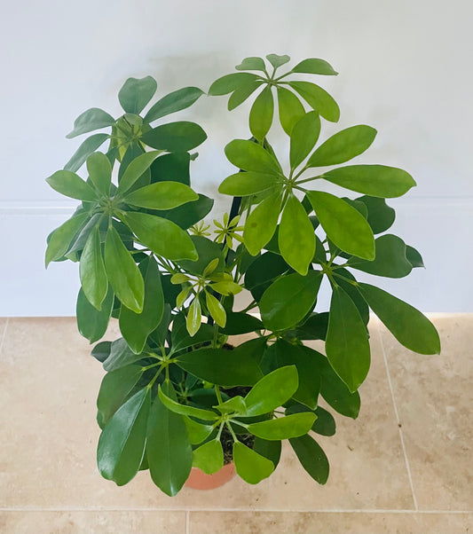 Schefflera Nora in a 13cm pot Cassandra's Plants