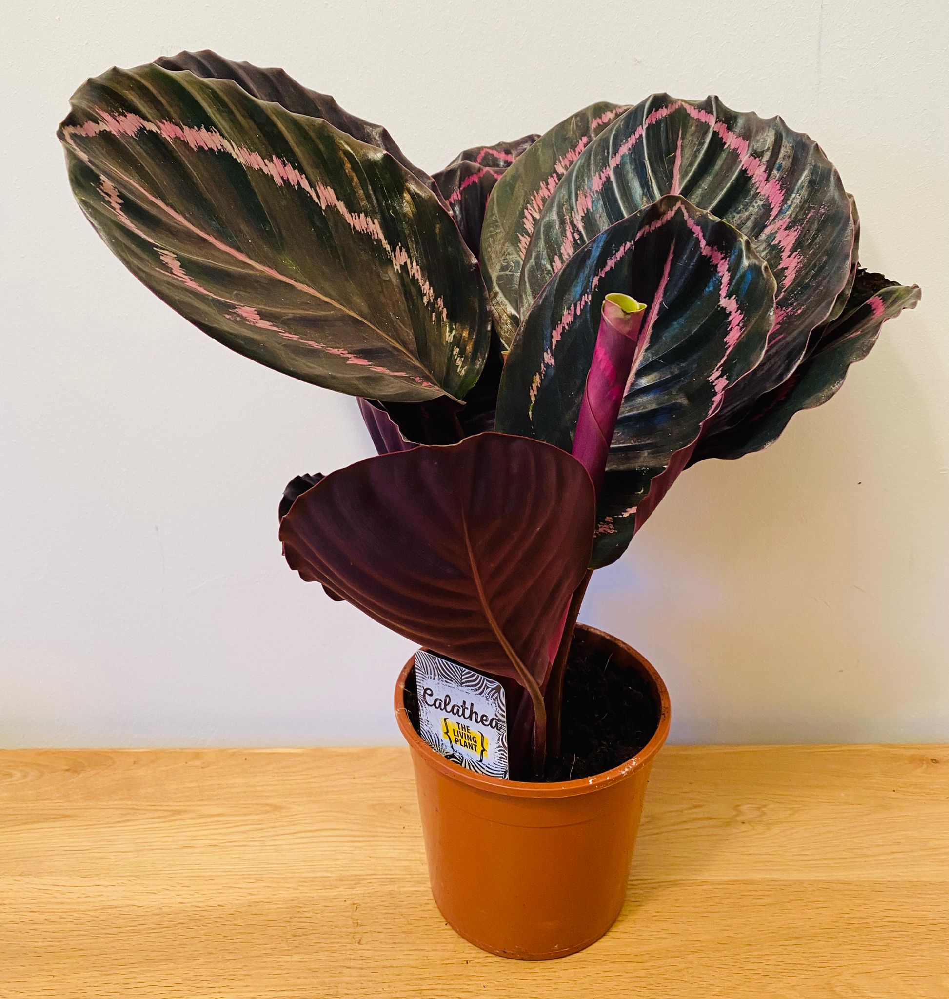 Calathea Surprise Star 14cm Pot Cassandra's Plants