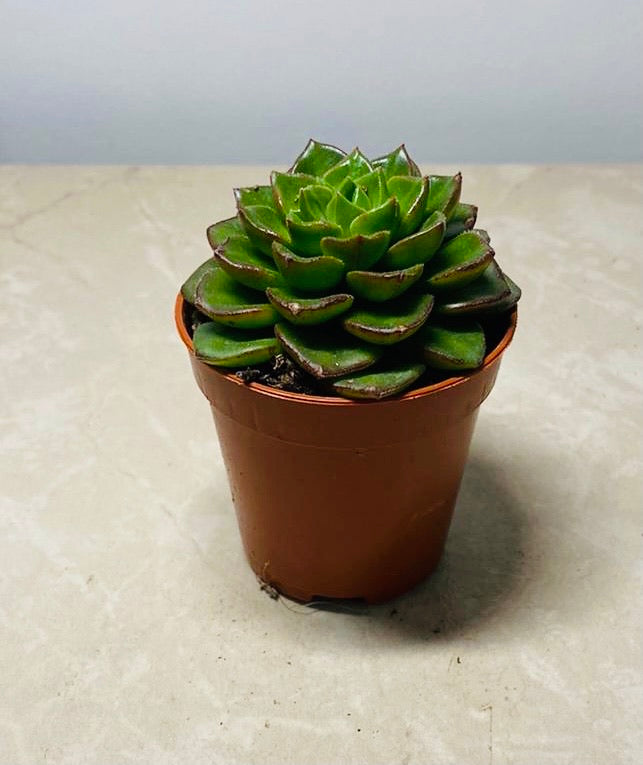 Echeveria Affinis Succulent in 5.5cm Pot Cassandra's Plants