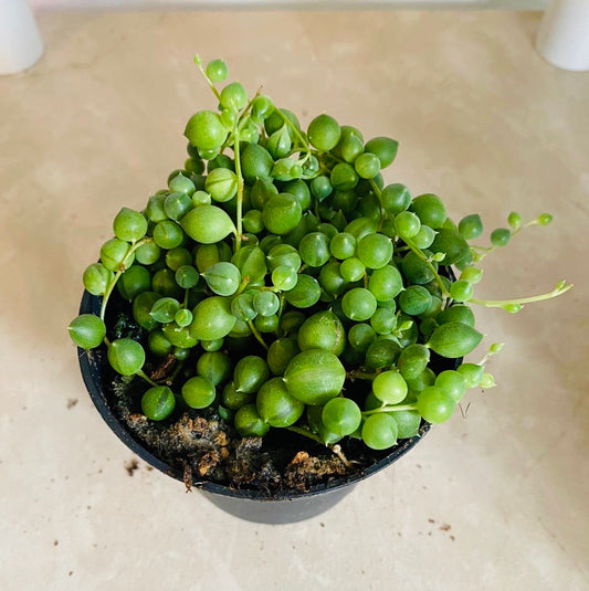 Senecio Rowleyanus String of Pearls in a 8cm Pot Cassandra's Plants