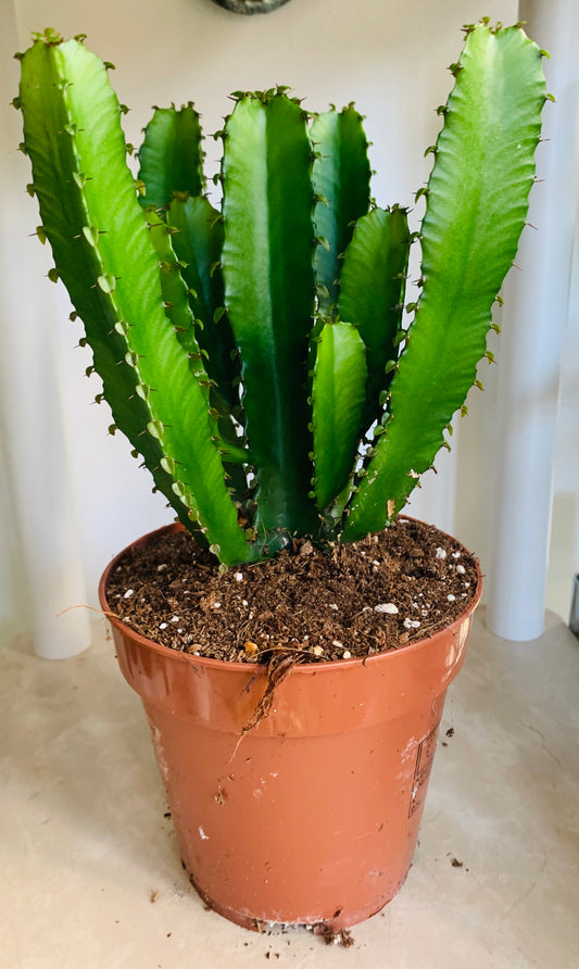 Euphorbia Triangularis Cassandra's Plants