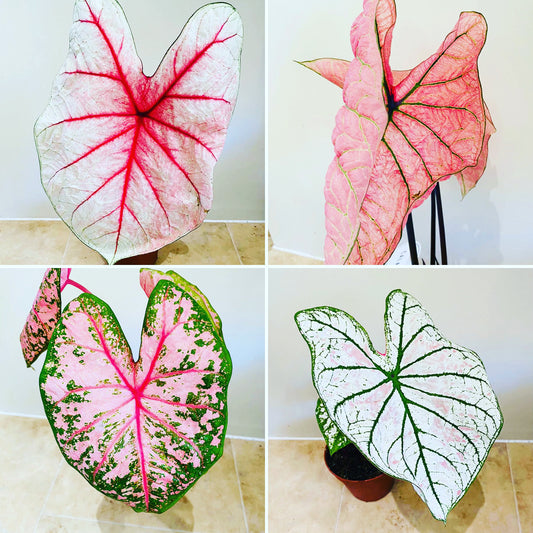 Caladium Bulb Lucky Dip!