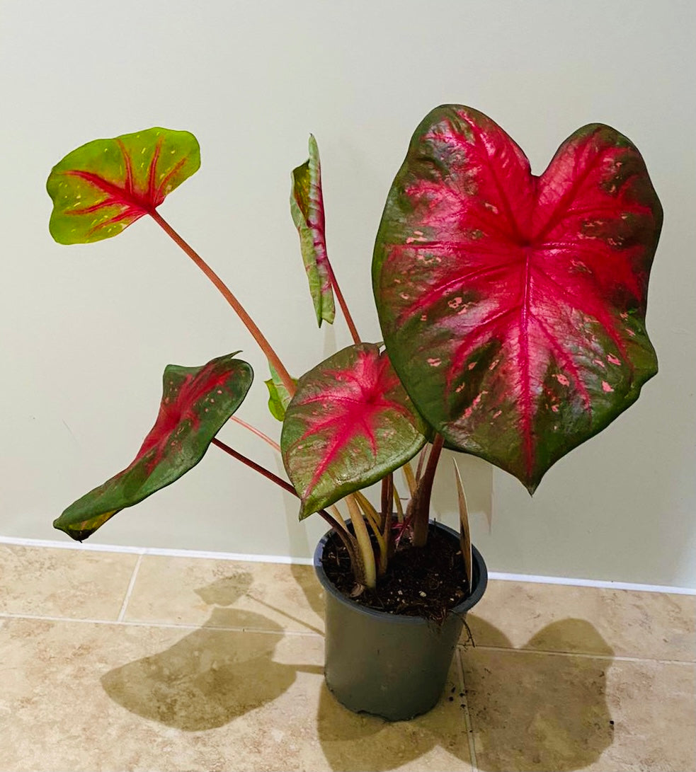 Caladium Red Flash 12cm pot Cassandra's Plants