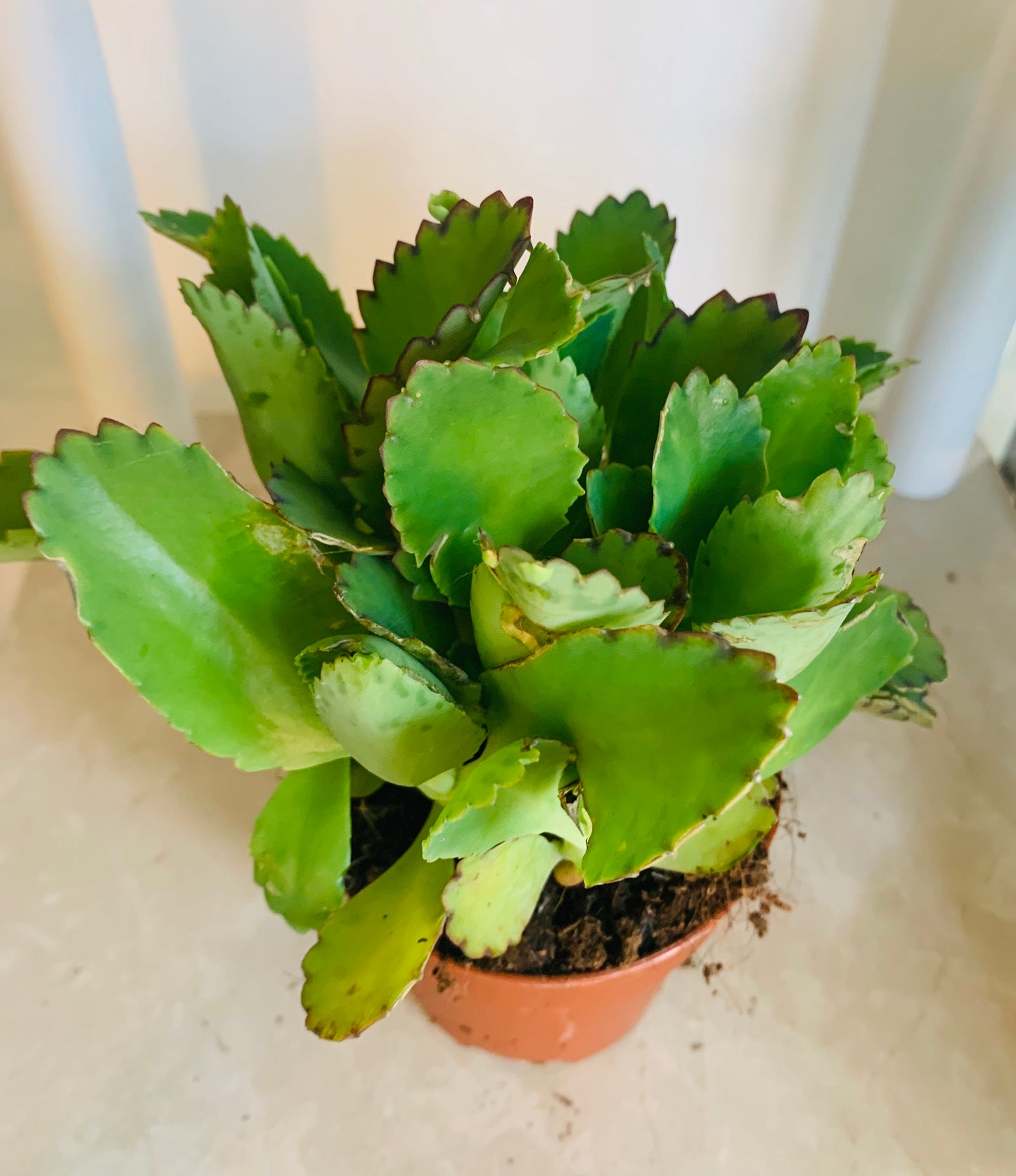 Kalanchoe Diagremontana Cassandra's Plants