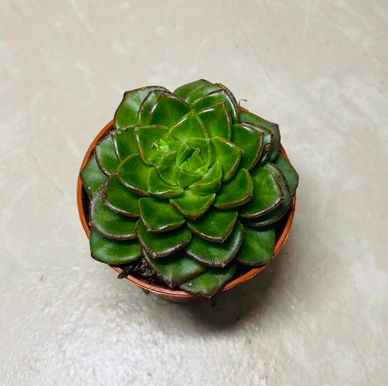 Echeveria Affinis Succulent in 5.5cm Pot Cassandra's Plants