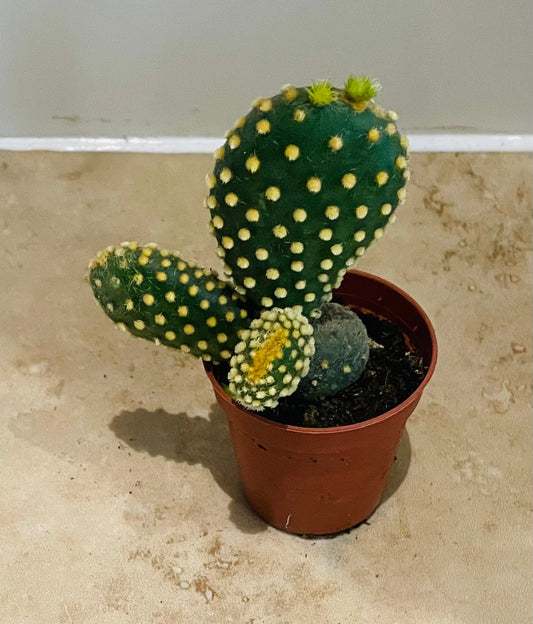 Opuntia Microdasys Var. Pallida "Bunny Ears" in 5.5cm Pot Cassandra's Plants