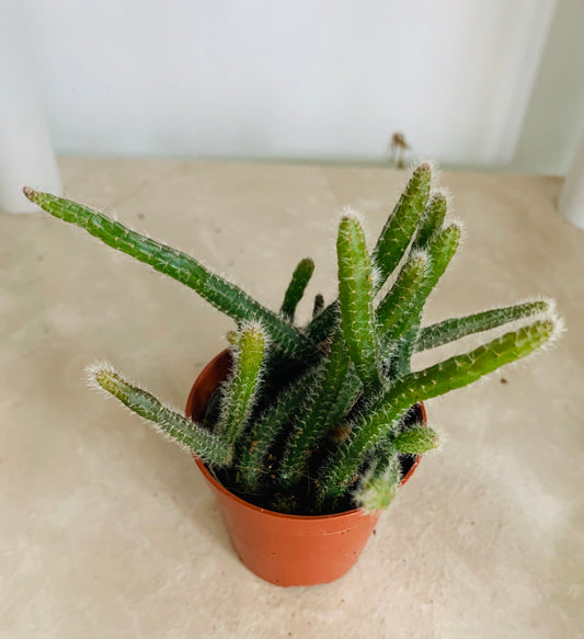 Rhipsalis Pilocarpa Cassandra's Plants