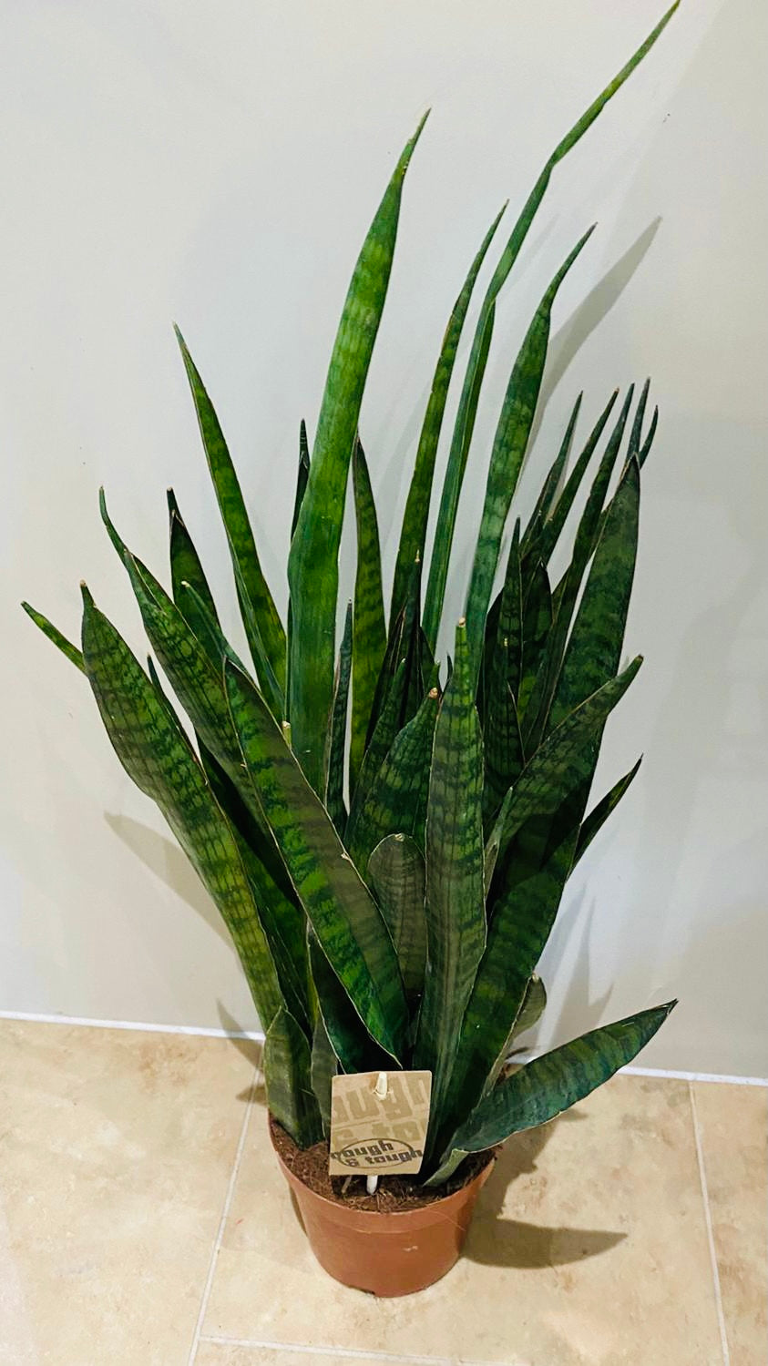 Sansevieria Aubrytiana Ayo Crown in a 14cm pot Cassandra's Plants