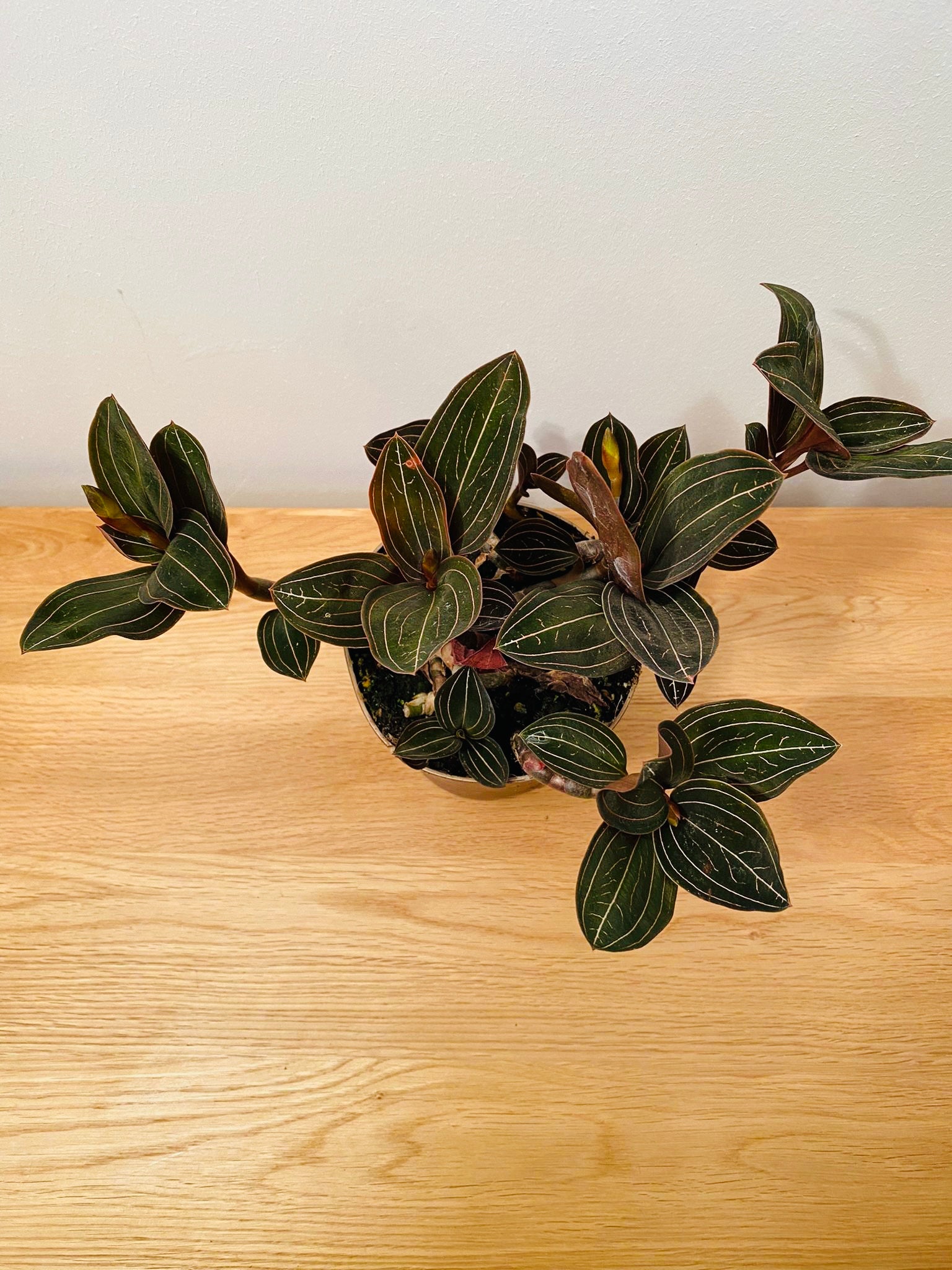 Ludisia Discolor Jewel Orchid in a 12cm pot Cassandra's Plants