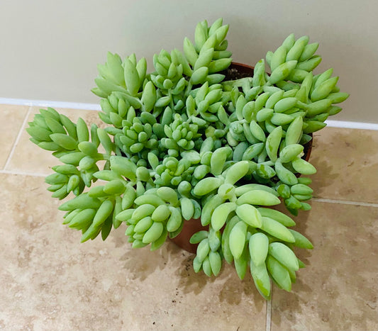 Sedum Morganianum Donkey’s Tail Succulent in a 12cm pot Cassandra's Plants