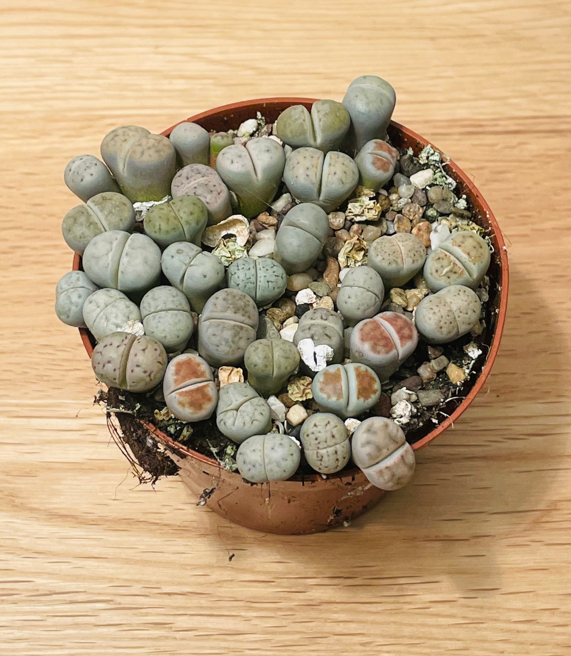 Lithops Salicola mix Cassandra's Plants