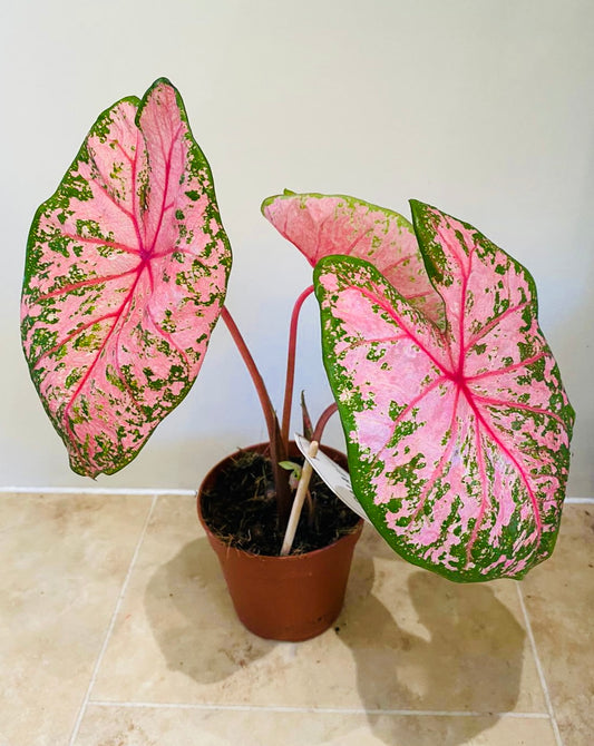 Caladium Pink Beauty 12cm pot Cassandra's Plants