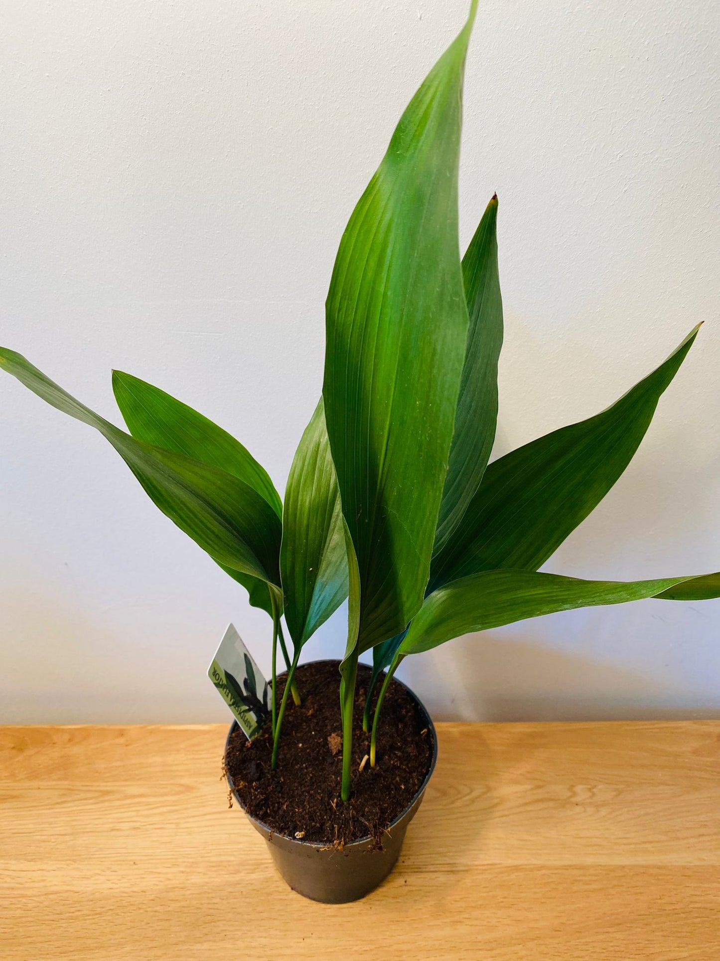 Aspidistra Elatior Cast Iron Plant 12cm Pot Cassandra's Plants