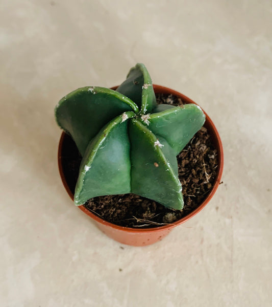 Astrophytum Myriostigma var Nudum 5.5cm Pot Cassandra's Plants