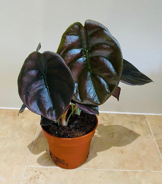 Alocasia Red Secret  12cm Pot Cassandra's Plants