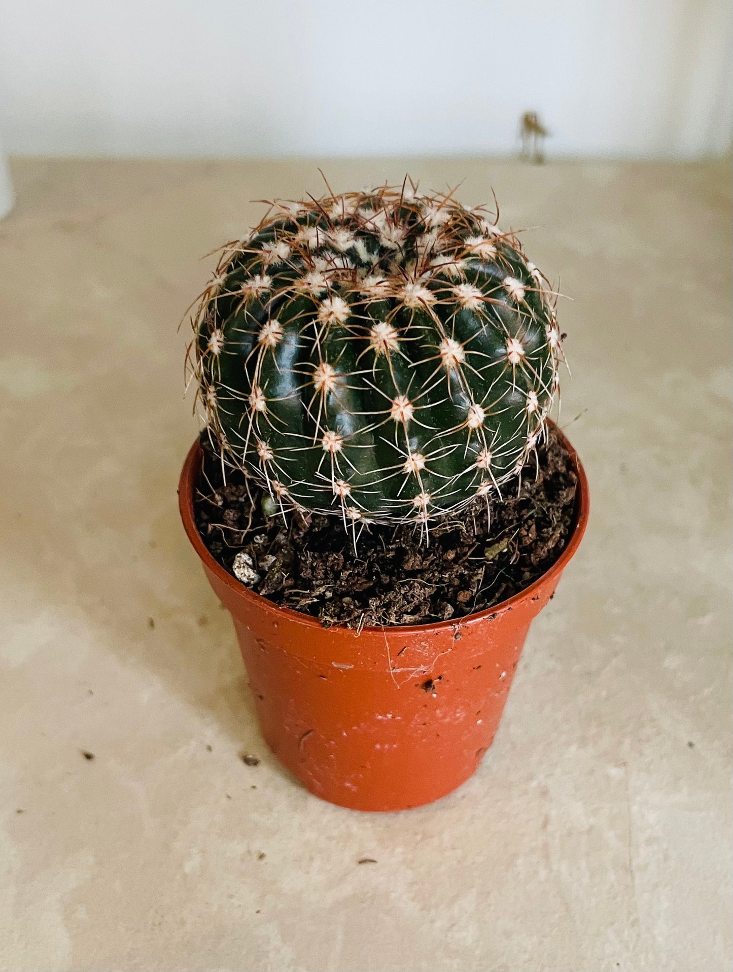 Parodia Werneri in 5.5cm Pot Cassandra's Plants