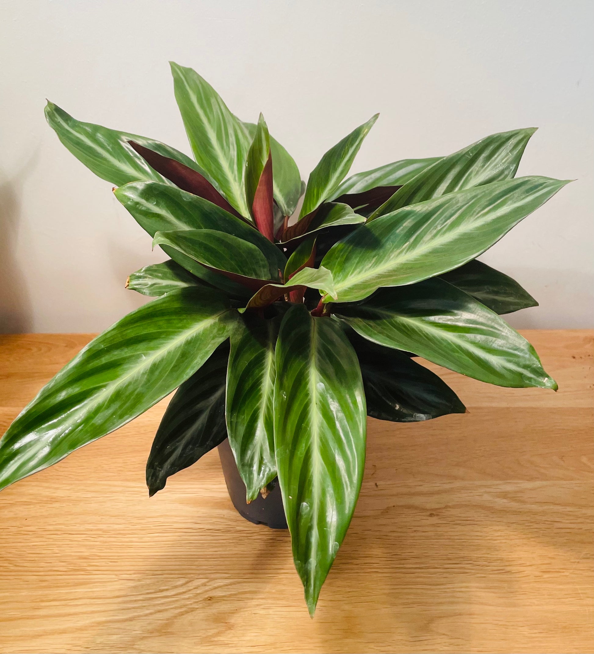 Stromanthe Sanguinea In a 12cm pot Cassandra's Plants