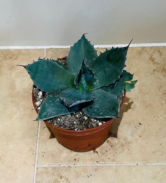 Agave Ovatifolia 12cm Pot Cassandra's Plants